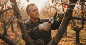 Jak przycinać drzewa owocowe jesienią: praktyczne porady dla każdego